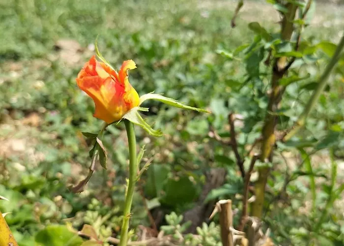 La Quiete In Campagna A